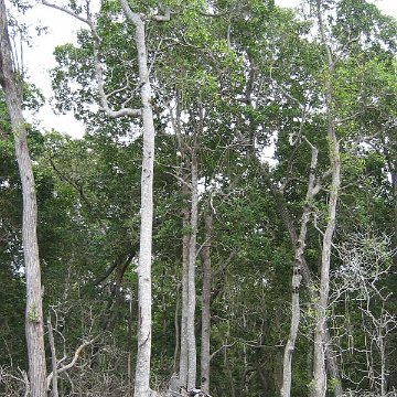 redmangrovehurricanedamage