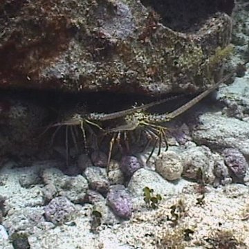 lobste~1 lobste~1