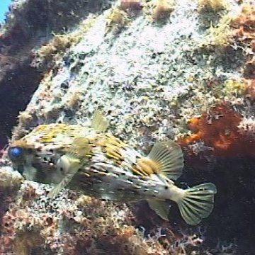 puffer puffer