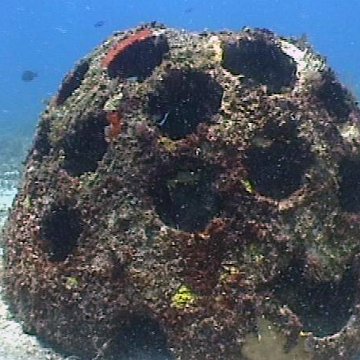 reefba~1 reefba~1