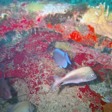 img00020 img00020