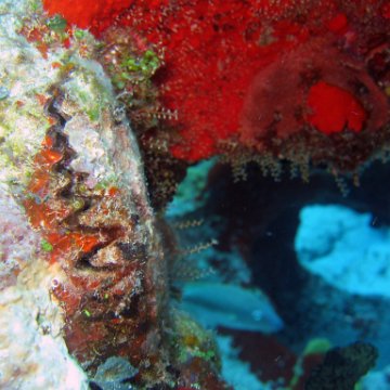 img_4445 img_4445