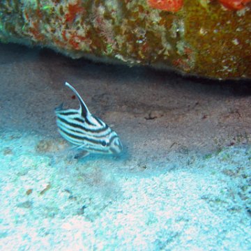 img_4453 img_4453