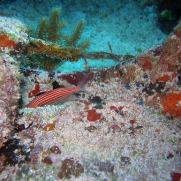 img_4455 img_4455