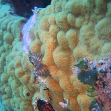 img_4461 img_4461