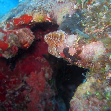 img_4463 img_4463