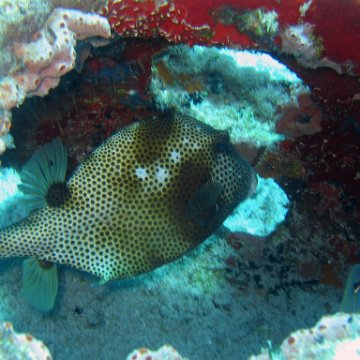 img_4509 img_4509