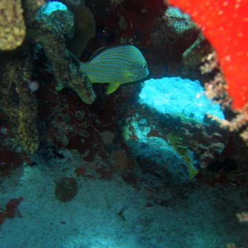 img_4520 img_4520