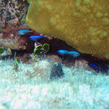 img_4523 img_4523