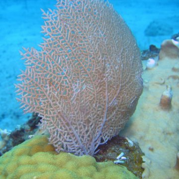 img_4534 img_4534