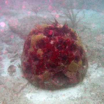 IMG_6248 IMG_6248