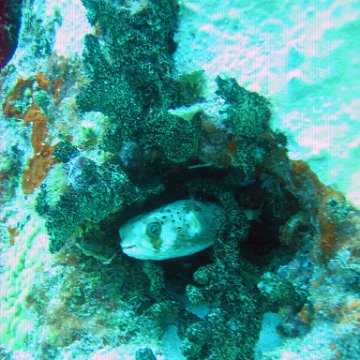 IMG_9528 IMG_9528