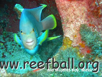 reef01