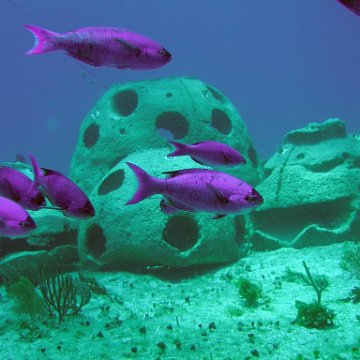 reef baal cozumel 074