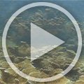 MVI_9419 MVI_9419