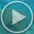 MVI_9421 MVI_9421