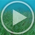 MVI_9444 MVI_9444