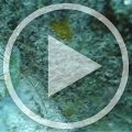 MVI_9445 MVI_9445