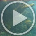 MVI_9505 MVI_9505