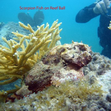 scorpionfish scorpionfish