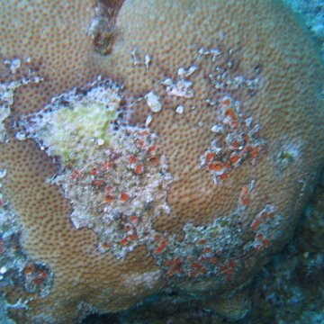 IMG_9064 IMG_9064