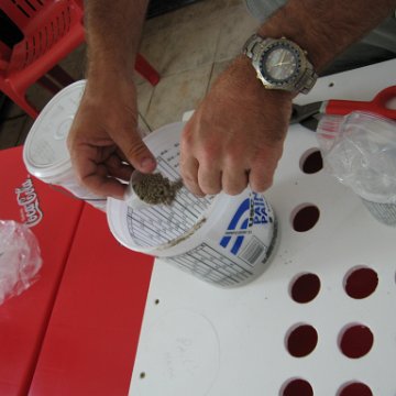 cozumelcoralpropproject2007javertake 127 cozumelcoralpropproject2007javertake 127