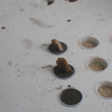 P6130060 P6130060
