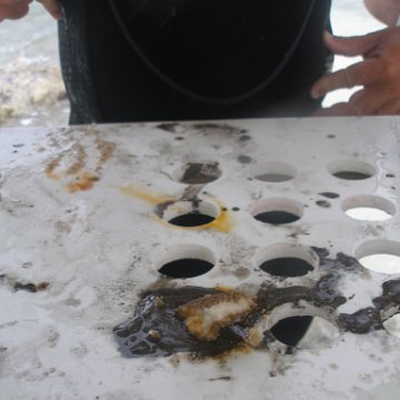 P6130079 P6130079