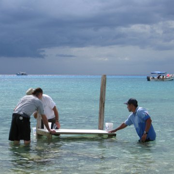 cozumelcoralpropproject2007javertake 182 cozumelcoralpropproject2007javertake 182