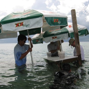 cozumelcoralpropproject2007javertake 187 cozumelcoralpropproject2007javertake 187