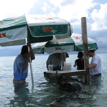 cozumelcoralpropproject2007javertake 189 cozumelcoralpropproject2007javertake 189