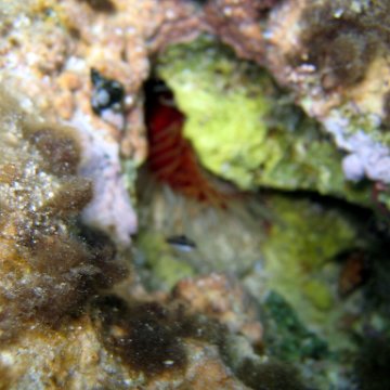 IMG_9138 IMG_9138