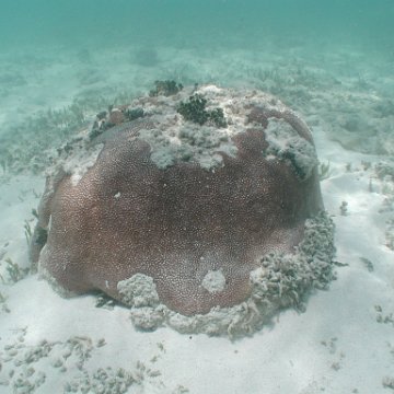 p8313135 p8313135
