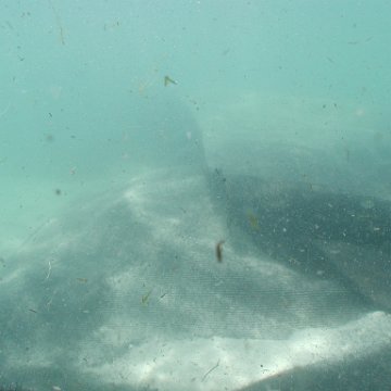 p8313137 p8313137