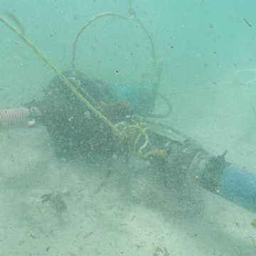 p8313138 p8313138