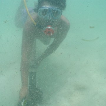 p8313139 p8313139