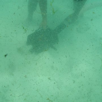 p8313141 p8313141