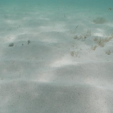 p8313145 p8313145