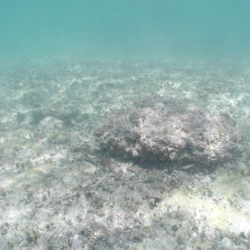 p8313157 p8313157