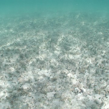p8313158 p8313158