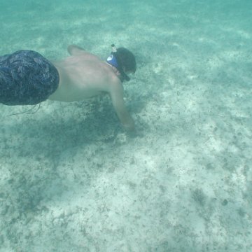 p8313160 p8313160