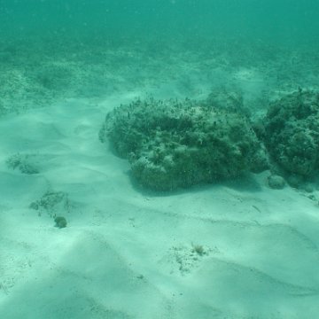 p8313162 p8313162