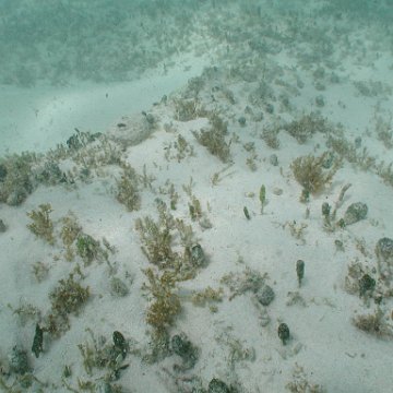 p8313171 p8313171
