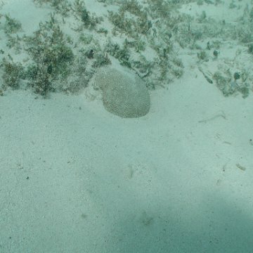 p8313173 p8313173