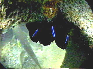 Neon Gobies