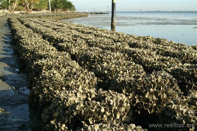 Reef Ball Oyster Bar