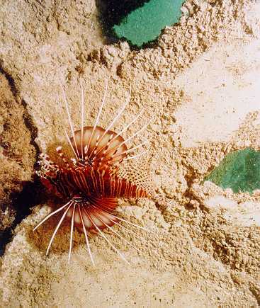 Lion Fish on a newly deployed Reef Ball