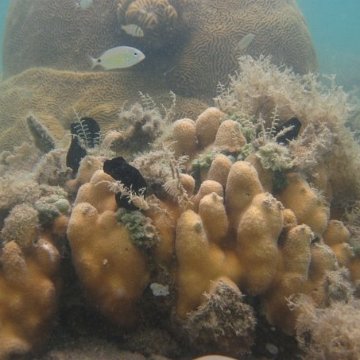 corals