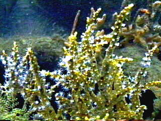 Soft Coral