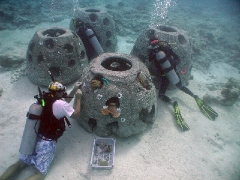 Plantar corales en una Reef Ball